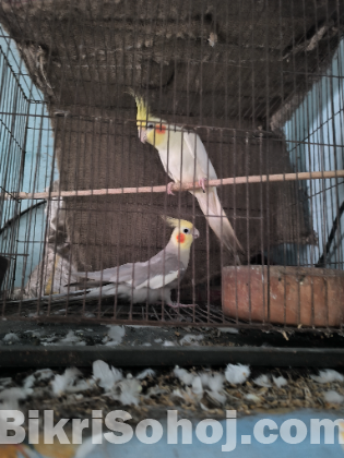 ককাটেল পাখি